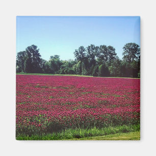 Imán Campo Crimson Clover, Oregón