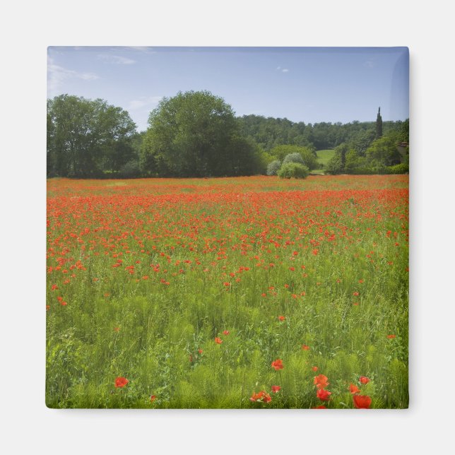 Imán Campo de amapola, Chiusi (Italia) (Frente)