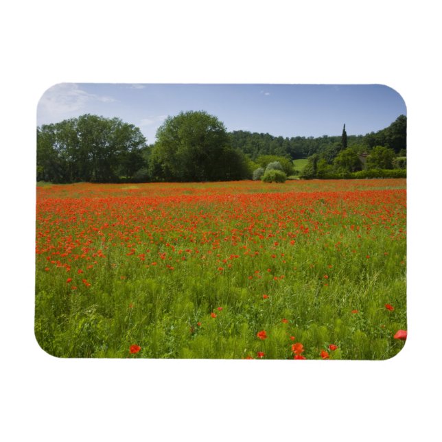 Imán Campo de amapola, Chiusi (Italia) (Horizontal)
