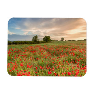 Imán Campo de amapolas
