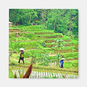 Imán Campo de arroz de Indonesia