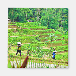 Imán Campo de arroz de Indonesia