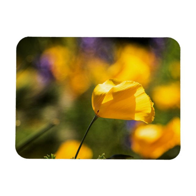 Imán Campo de baile de los amapolas (Horizontal)