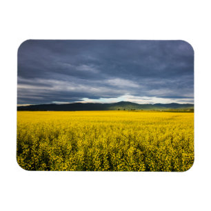 Imán Campo de canola en luz de mañana en el Flathead