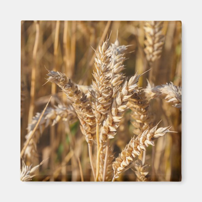 Imán Campo de cebada (Frente)