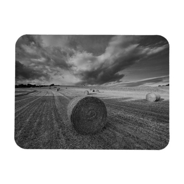 Imán Campo de cebada de B&W (Horizontal)