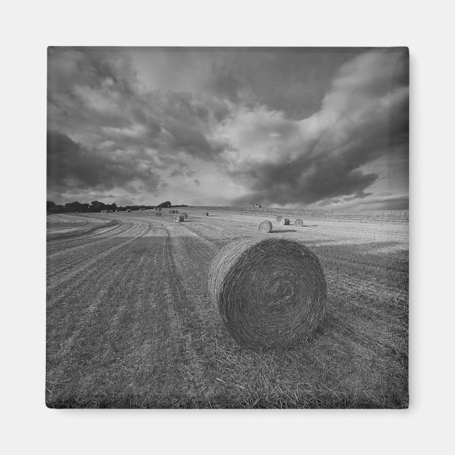 Imán Campo de cebada de B&W (Frente)
