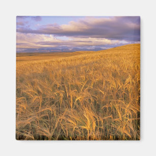 Imán Campo de cebada madurando a lo largo de las rocosa