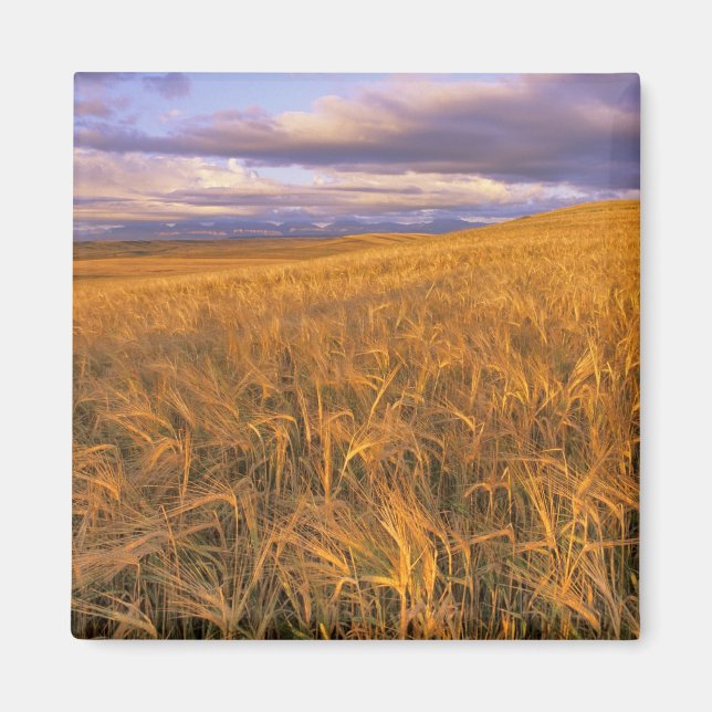 Imán Campo de cebada madurando a lo largo de las rocosa (Frente)