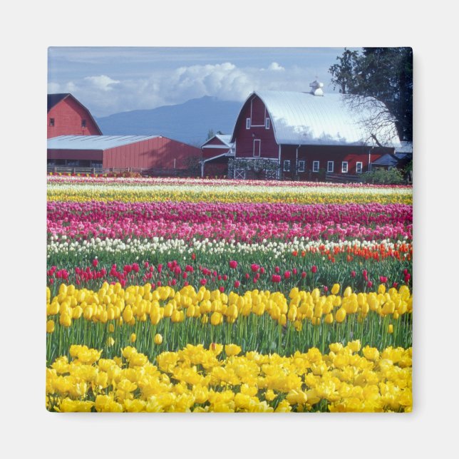 Imán Campo de exhibición de tulipanes (Frente)