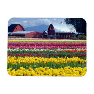 Imán Campo de exhibición de tulipanes