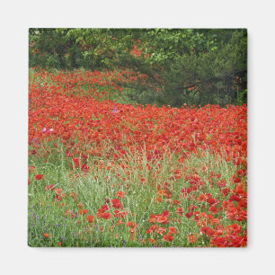 Imán Campo de flores de amapola híbrida plantadas a lo