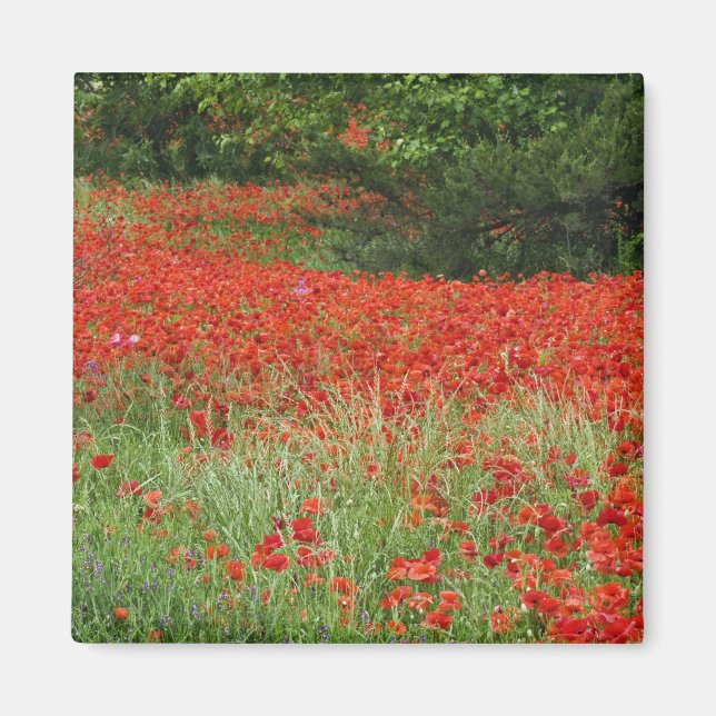 Imán Campo de flores de amapola híbrida plantadas a lo  (Frente)