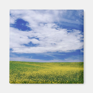 Imán Campo de flores de canola o mostaza, Palouse