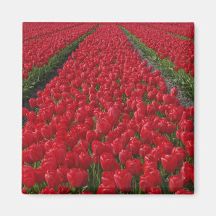 Imán Campo de flores de tulipanes, Países Bajos, Holand