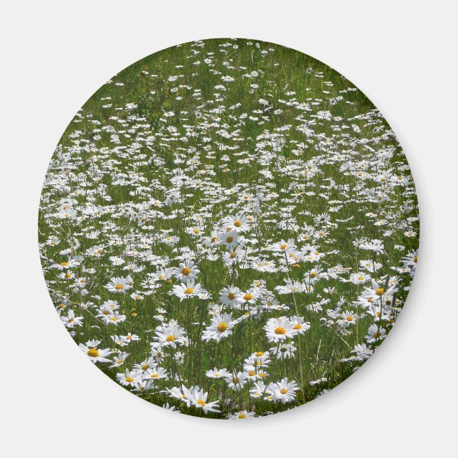 Imán Campo de flores silvestres de Daisies Alaskan (Frente)