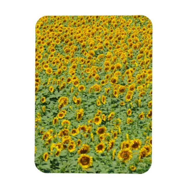 Imán Campo de girasol amarillo (Vertical)