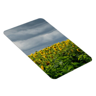 Imán Campo de girasoles.