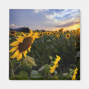 Imán Campo de girasoles florecientes