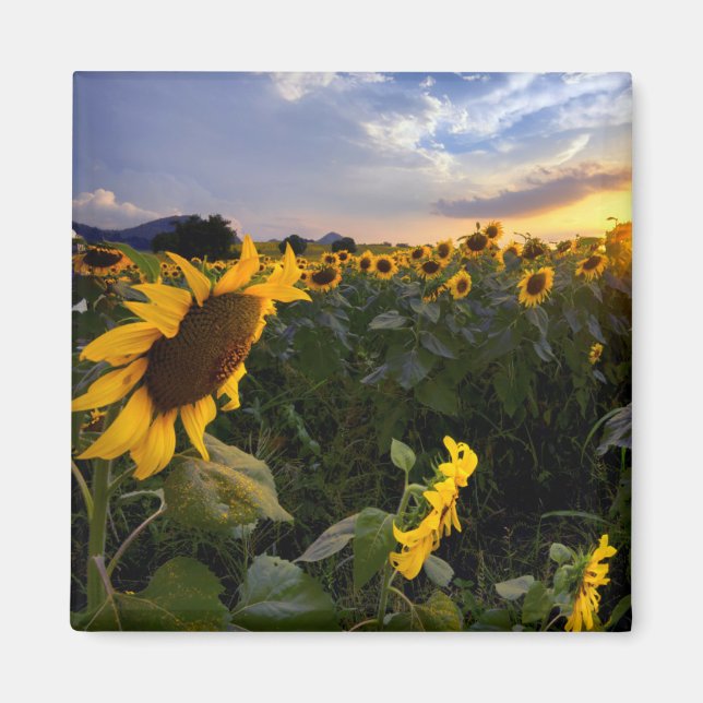 Imán Campo de girasoles florecientes (Frente)