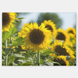 Imán - Campo de Girasoles Verano
