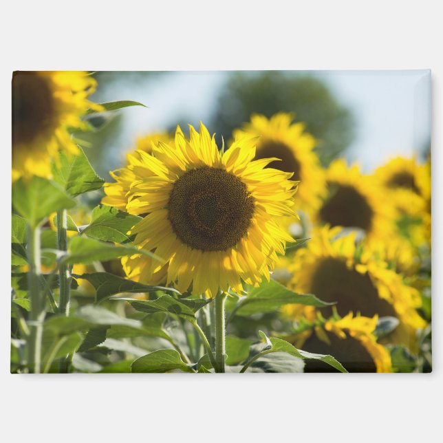 Imán - Campo de Girasoles Verano (Anverso)
