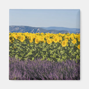 Imán Campo de girasoles y flores de lavanda,