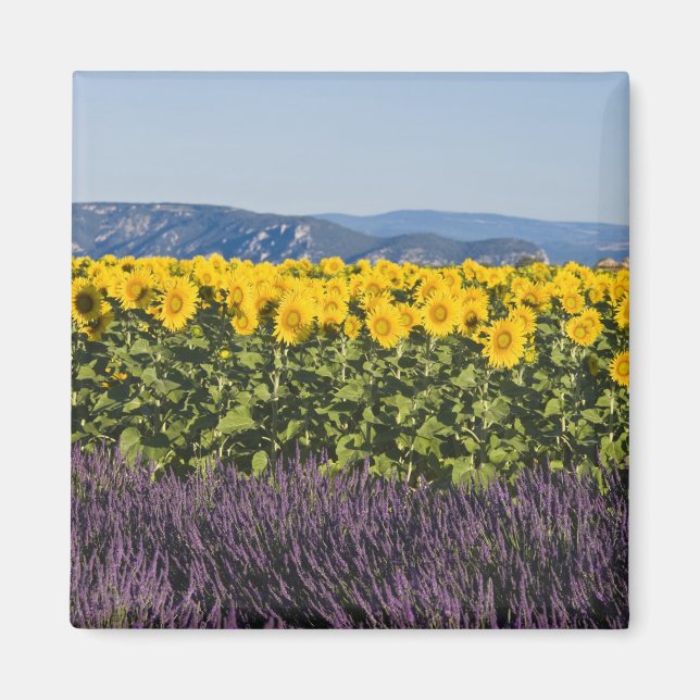 Imán Campo de girasoles y flores de lavanda, (Frente)