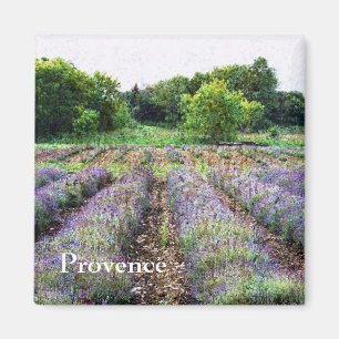 Imán campo de granja de la lavanda - Provence