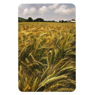 Imán Campo de grano