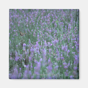 Imán Campo de la lavanda
