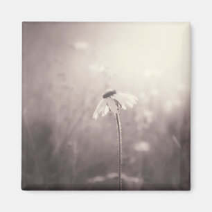 Imán Campo de la sepia de Wildflowers en la puesta del