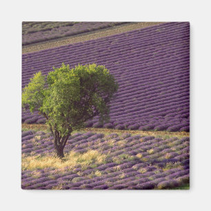 Imán Campo de lavanda en Alta Provenza, Francia