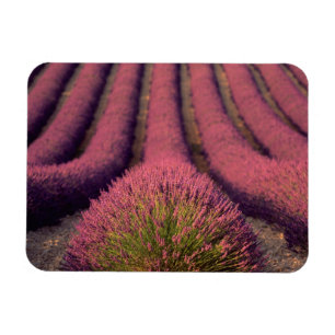 Imán Campo de lavanda en Alta Provenza, Francia 2