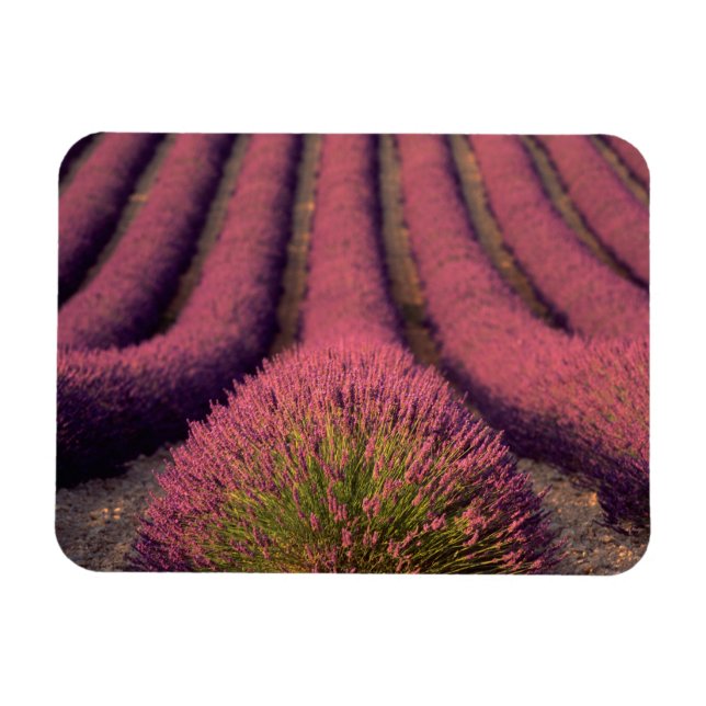 Imán Campo de lavanda en Alta Provenza, Francia 2 (Horizontal)