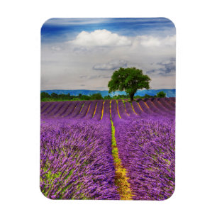 Imán Campo de lavanda panorámico, Francia