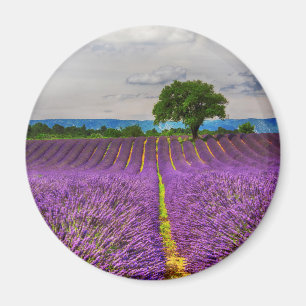 Imán Campo de lavanda panorámico, Francia