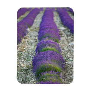 Imán Campo de lavanda, Provenza, Francia