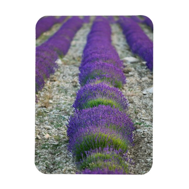 Imán Campo de lavanda, Provenza, Francia (Vertical)