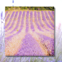 Imán Campo De Lavender Provence Francia Magnet