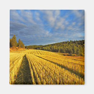 Imán Campo de trigo después de la cosecha