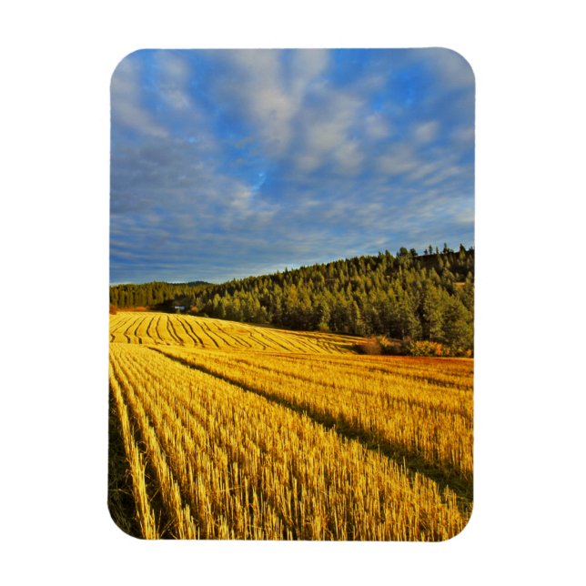 Imán Campo de trigo después de la cosecha (Vertical)