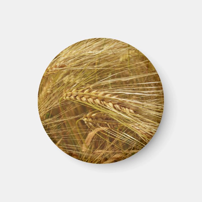 Imán Campo de trigo. ¡Es el momento de la cosecha! (Frente)