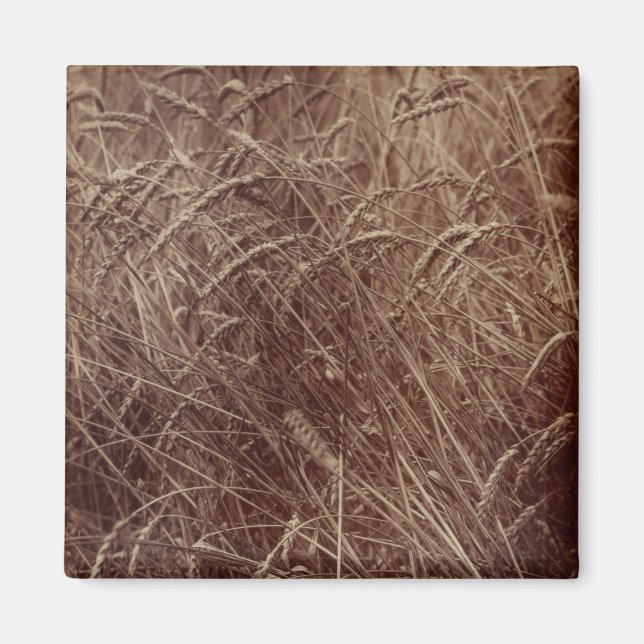 Imán Campo de trigo (por Eugène Atget) (Frente)