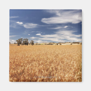 Imán Campo de trigo, Victoria, Australia