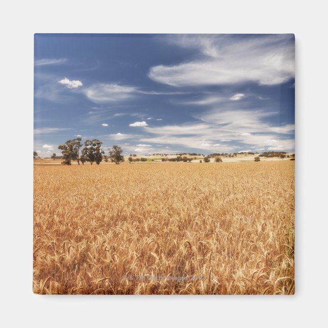 Imán Campo de trigo, Victoria, Australia (Frente)