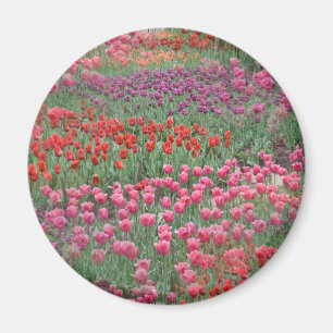 Imán Campo De Tulipanes