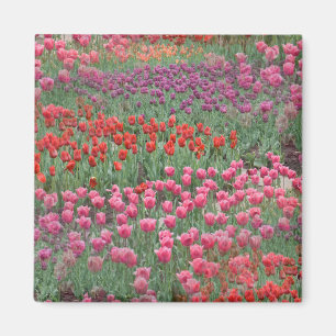 Imán Campo De Tulipanes