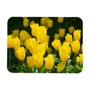 Imán Campo de tulipanes amarillo brillante