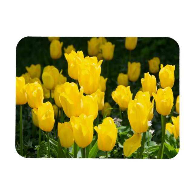 Imán Campo de tulipanes amarillo brillante (Horizontal)